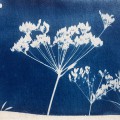 plants of my garden 4, cyanotypie, 2026, 10x15cm
